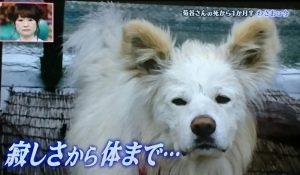 日本网红狗狗去世,日本狗死了