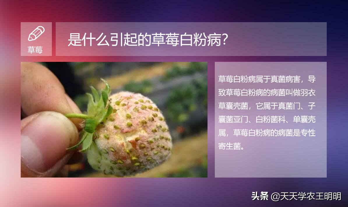 草莓白粉如何防治,草莓白粉怎么去除