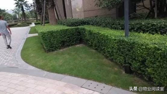 小区绿化日常养护工作内容,小区绿化养护多少钱一个平方