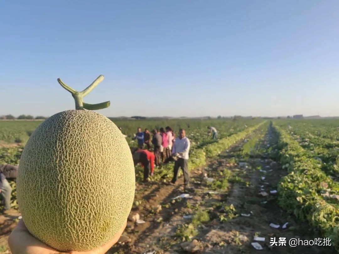 西州蜜25号与17号甜度,西州蜜25号的甜度