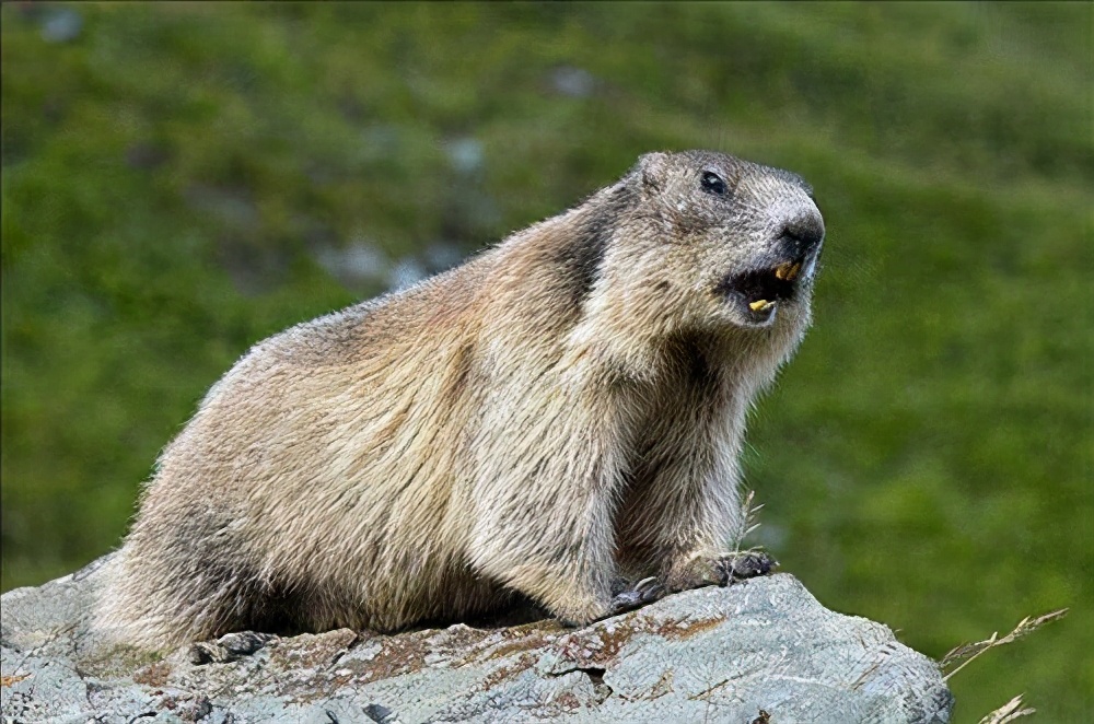 身边到处是天敌，依旧泛滥成灾！旱獭：菜鸡的快乐你不懂