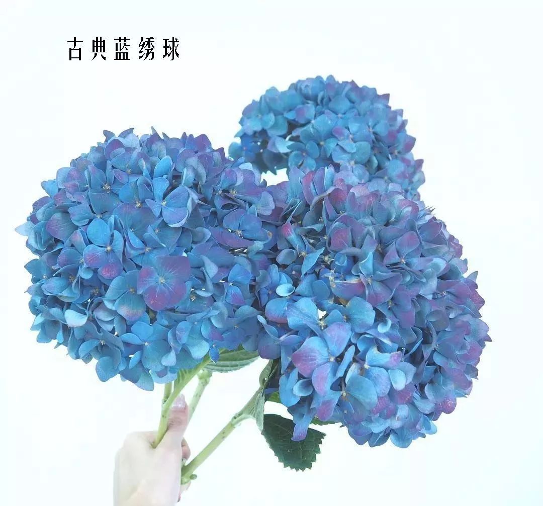 花店里同款的两种不同价格的花材,花店最容易被顾客误解的几种花材