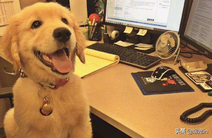 金毛舌头红红的怎么回事,金毛狗狗脚毛变红怎么回事