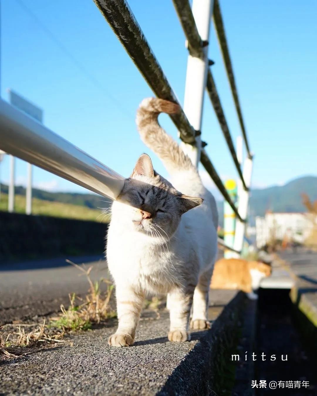 最可怕的5种猫,盘点很可怕的几种猫