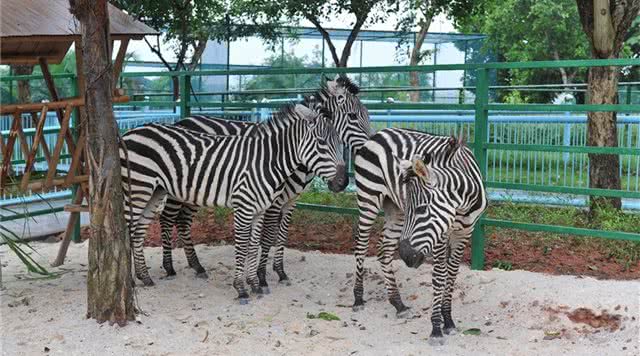 广东省内森林旅游景点,广东森林公园排行榜