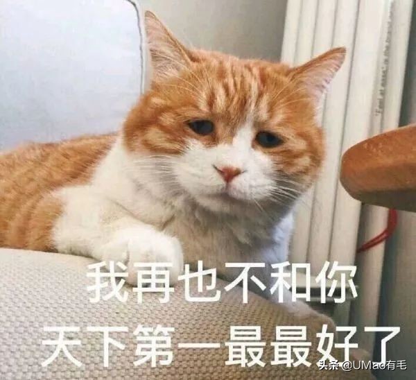 每只猫的名字都能叫出来,一只小公猫的名字