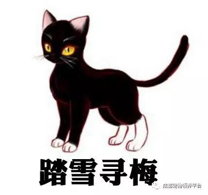 谁说土猫无名猫?快来围观古代猫谱,你家有没有镇宅神兽!