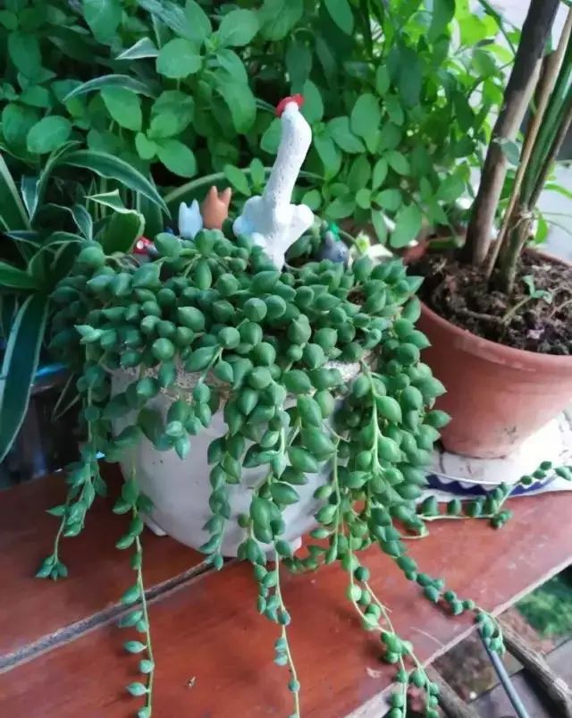 多肉早安图片大全,多肉大全100图