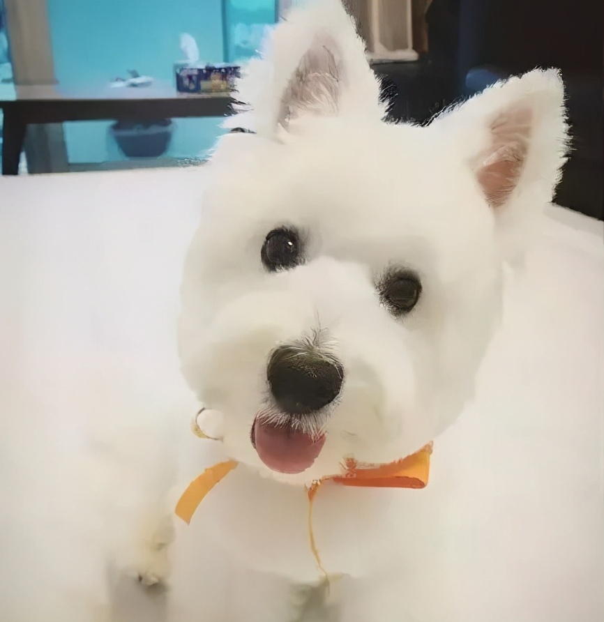 很好养不爱叫的小型犬,不吵不闹的小型犬有哪些