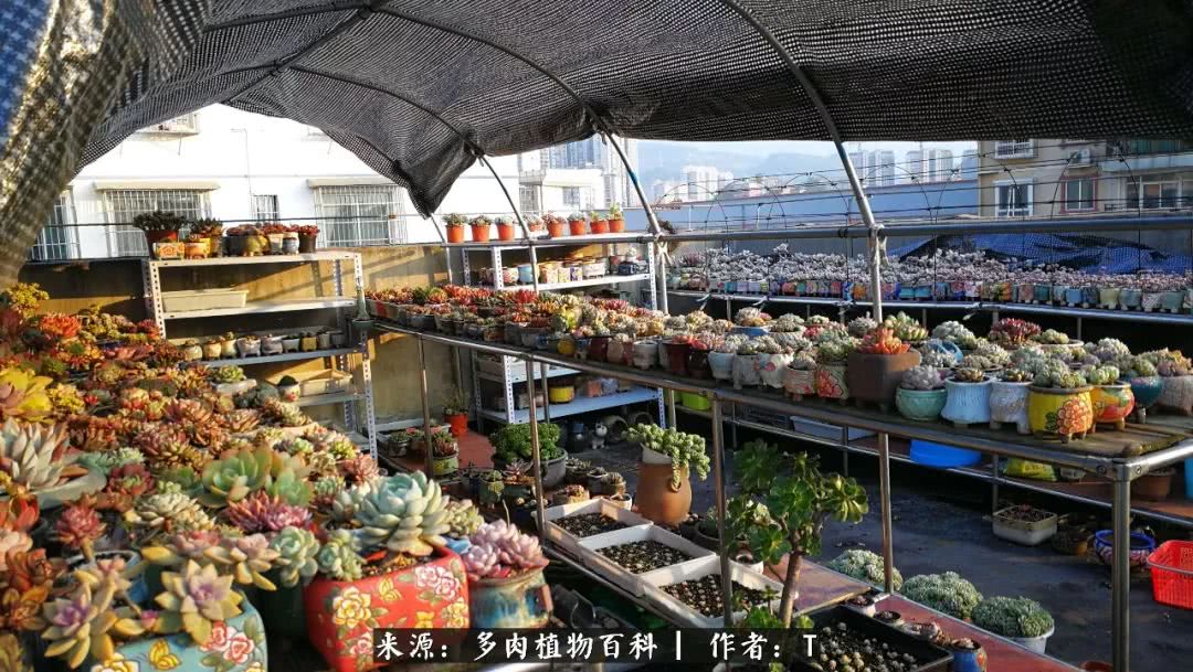 多肉还可以这样玩(上):八年养肉路剪影!