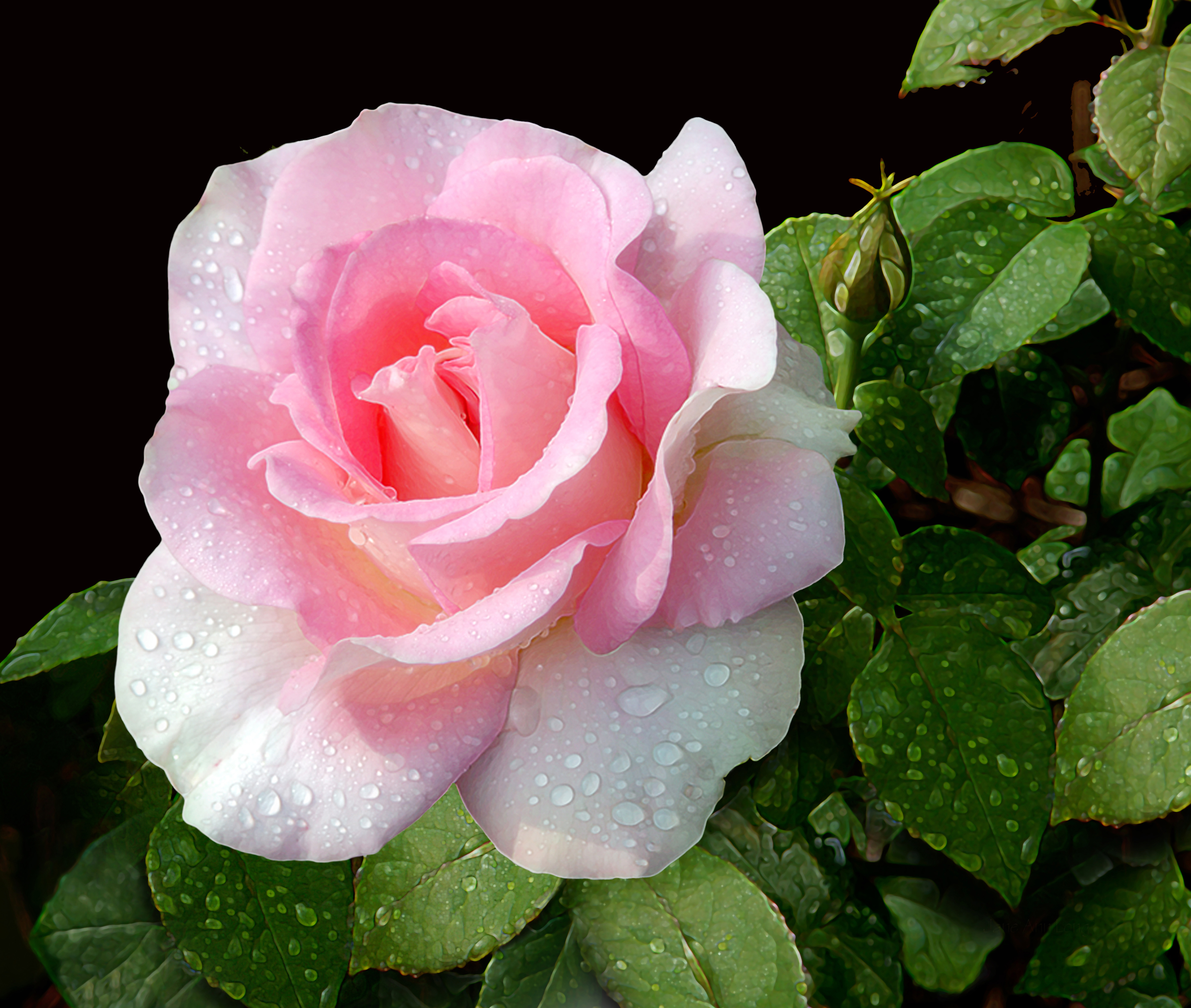 刘墉之子刘轩书籍,刘墉之子刘轩简介