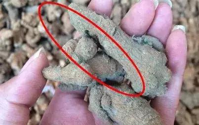 鉴别三七,最全三七鉴别法点进来终身受用