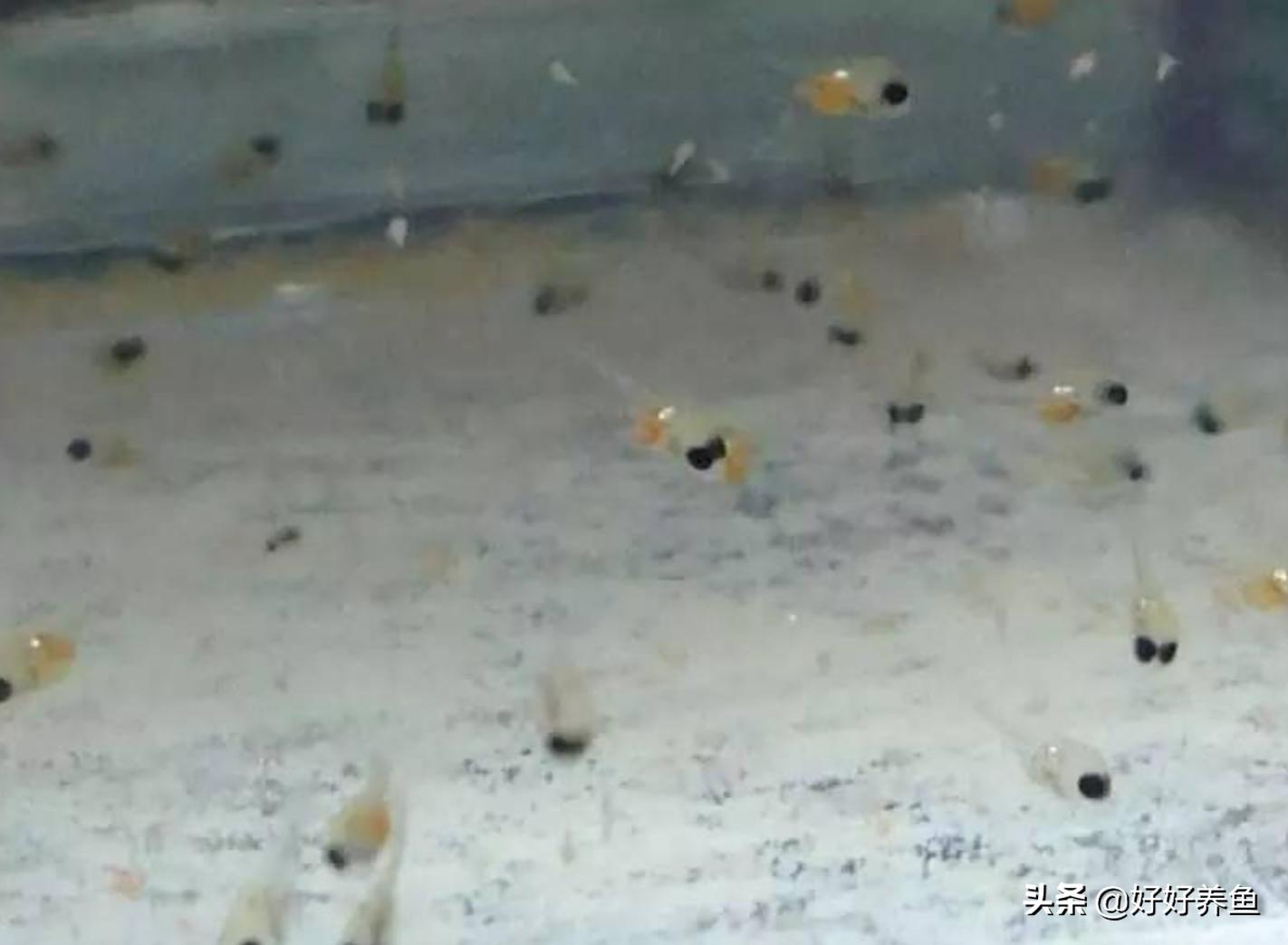 金波子鱼苗怎么养才能养活,金波子鱼怎么养