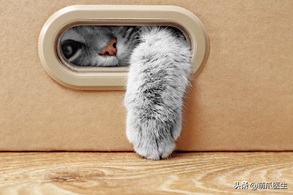 猫乱吃的食物太多样化,猫乱吃东西会吐吗