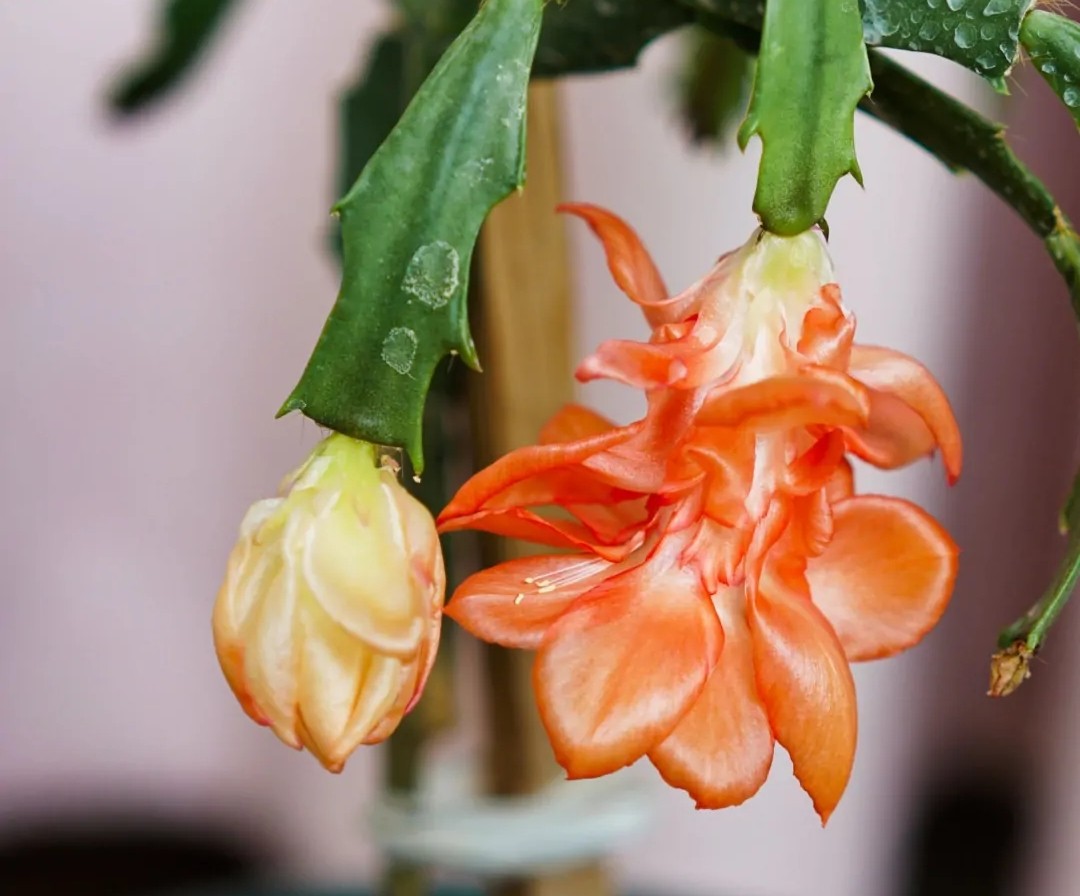 15种蟹爪兰品种介绍,蟹爪兰哪些品种好看