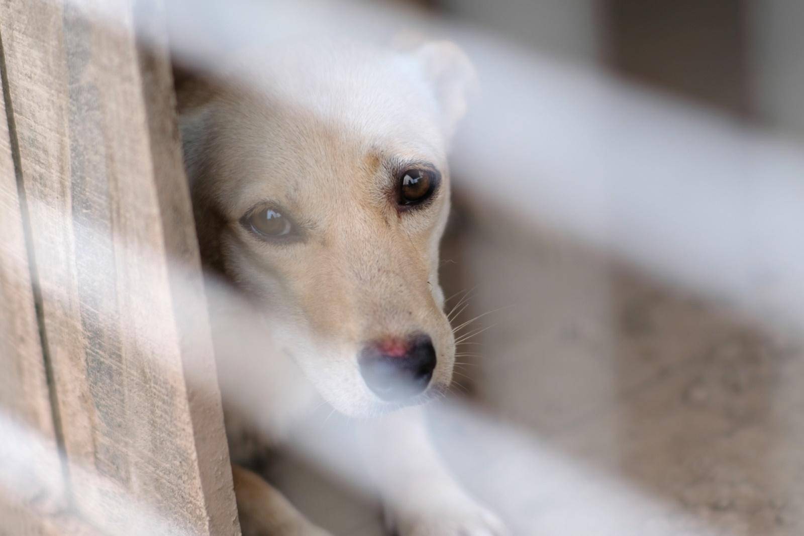 七工匠55mm1.4代镜头怎么样,七工匠55f1.4镜头一代与二代区别