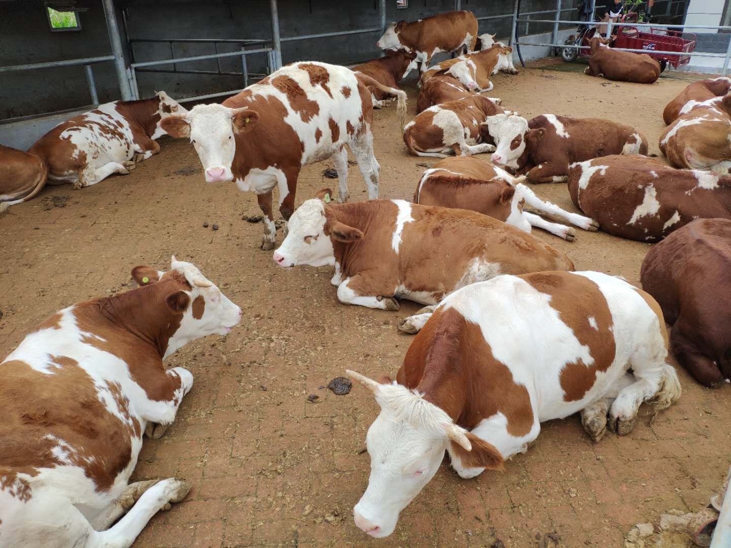 养牛的7个养母牛技术绝招,如何养好繁育母牛