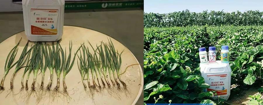 盐碱土,作物不爱长怎么办?