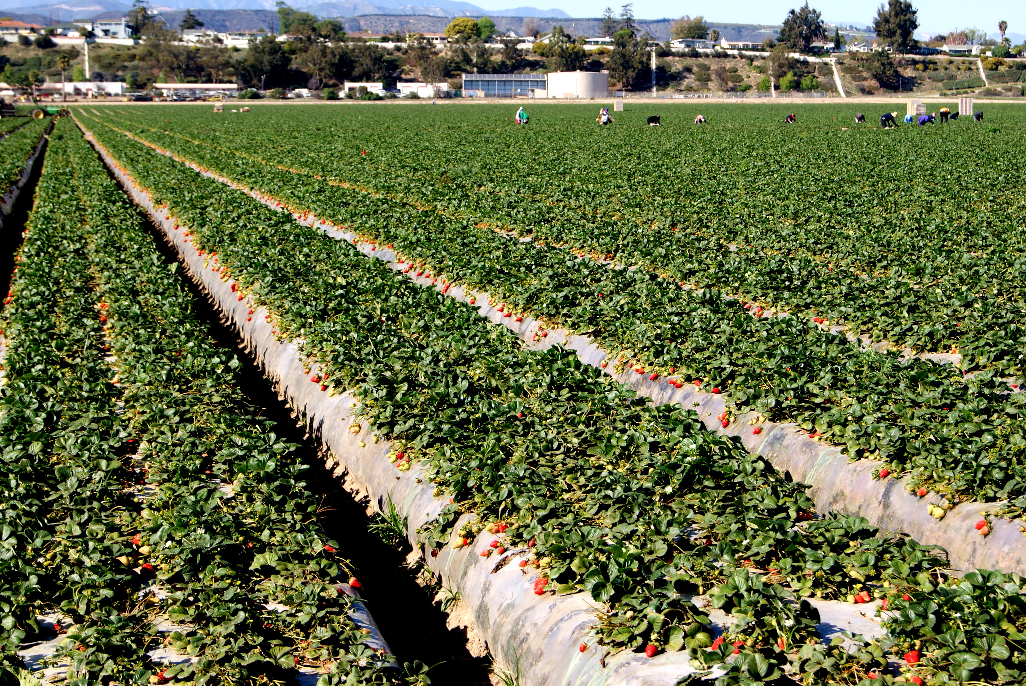 为啥美国经济一直很强,美国加州经济排名第几