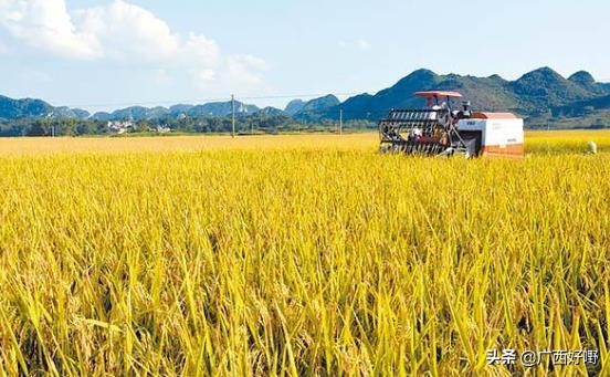 广西上林大米香米,广西上林富硒大米