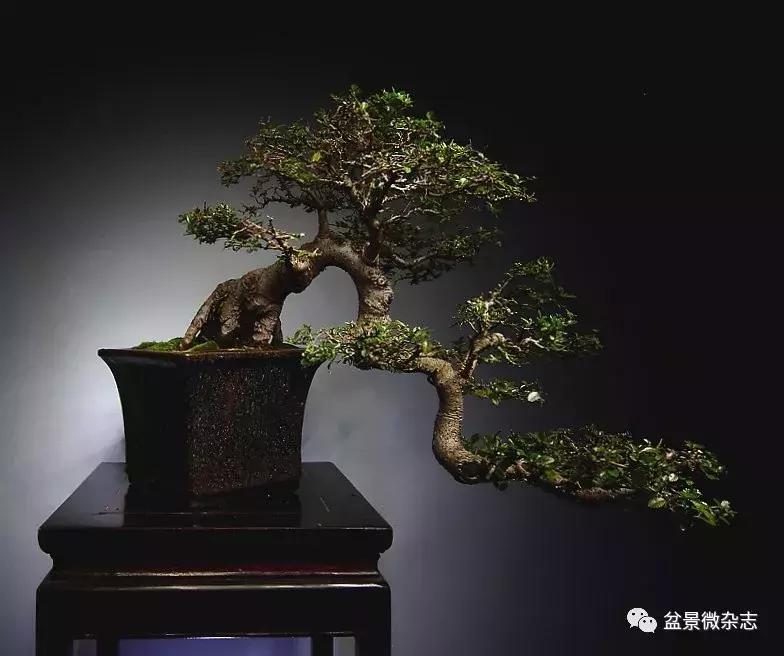 回旋飘枝盆景,飘枝临水盆景