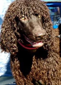 每日一狗阿拉斯加犬视频,爱尔兰水猎犬品种大全