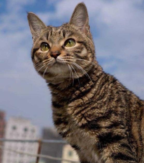 中华田园猫12个品种图小奶猫,中华田园猫12个品种图哪个最好养