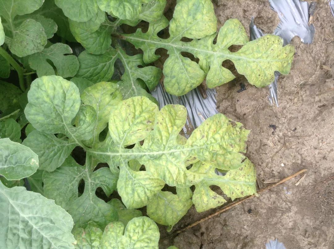 作物缺素原因及症状对照表收藏版,作物营养缺素诊断与科学施肥