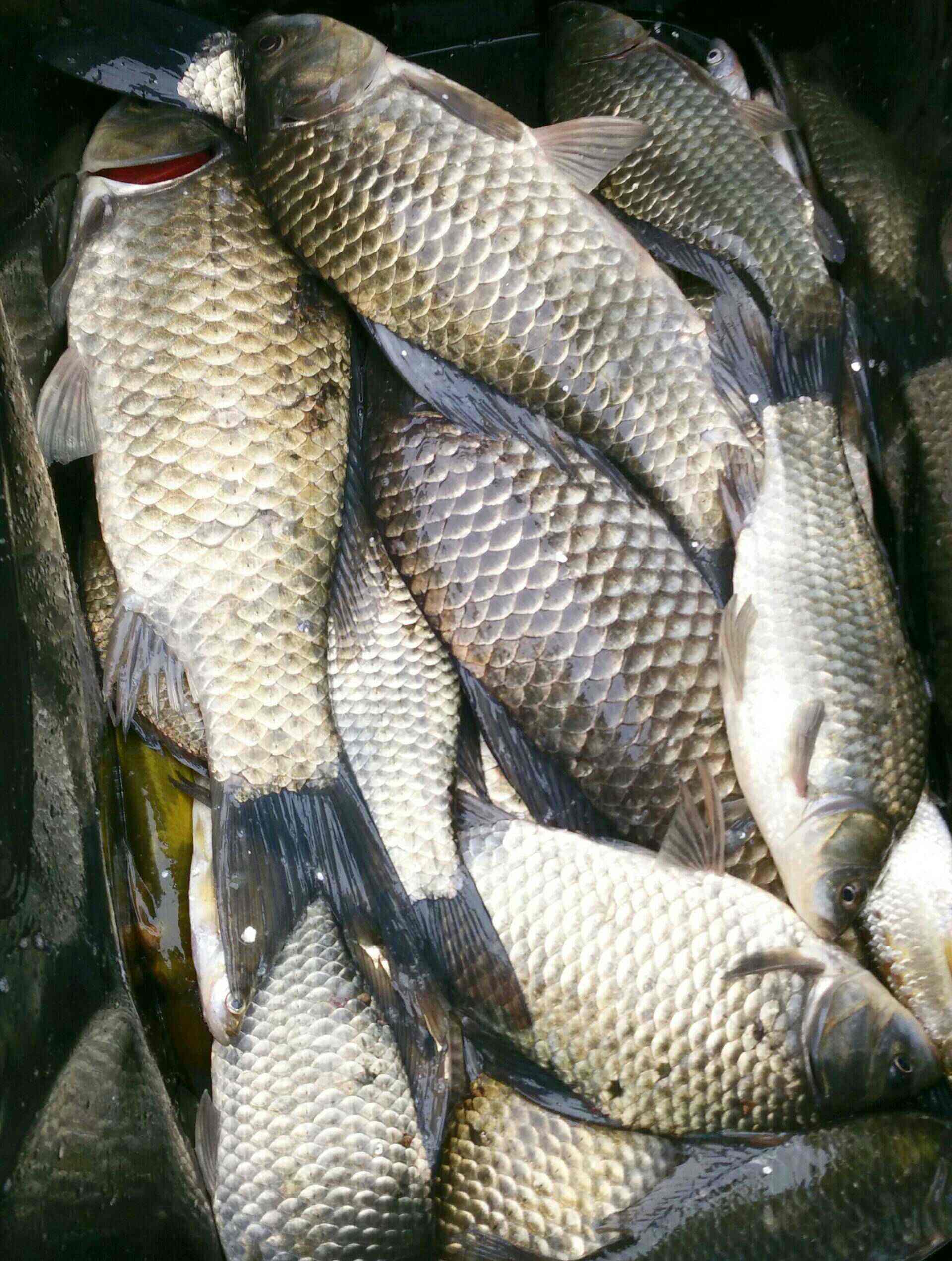 小鲫鱼很多的地方如何钓大板鲫,冬天钓鲫鱼4号6号大板鲫如何配比