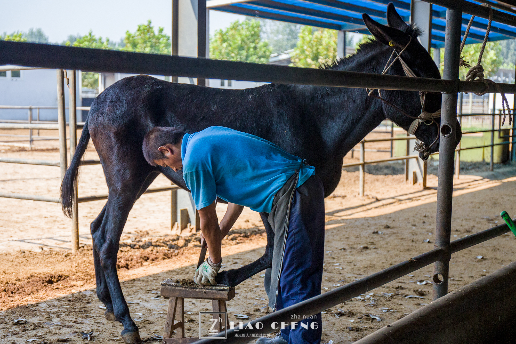 东阿县毛驴养殖基地,黑毛驴养殖基地