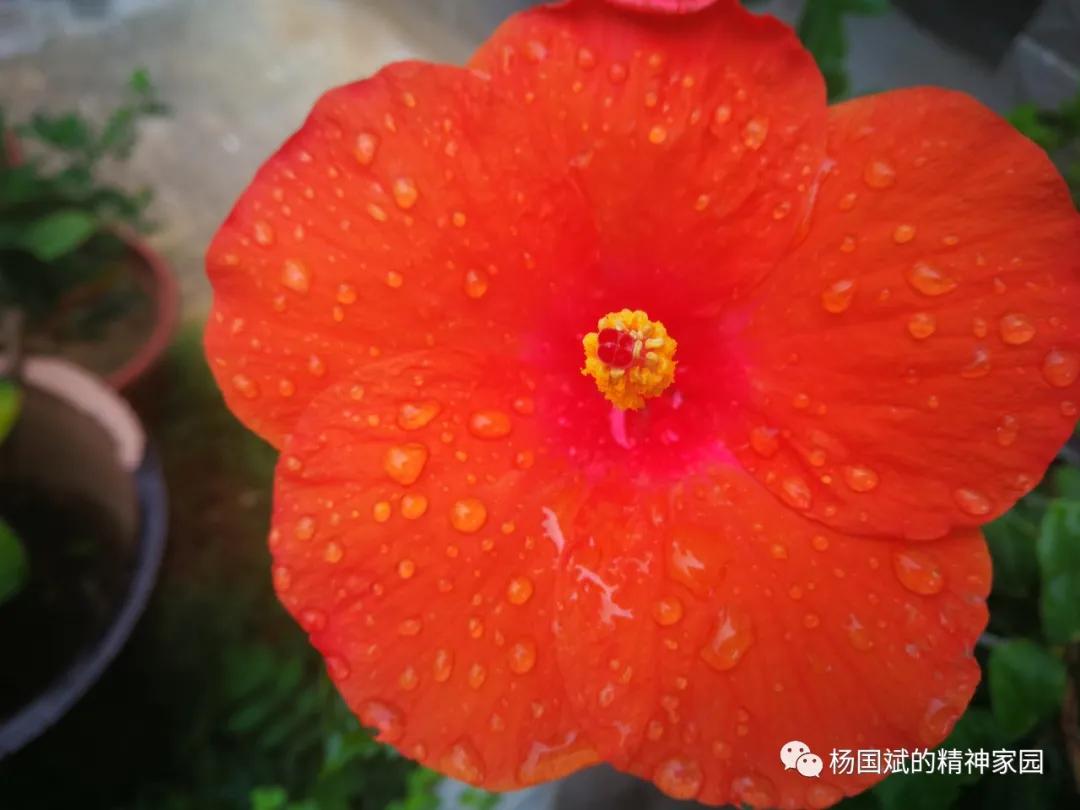 中不中歌词,中不中中的由来