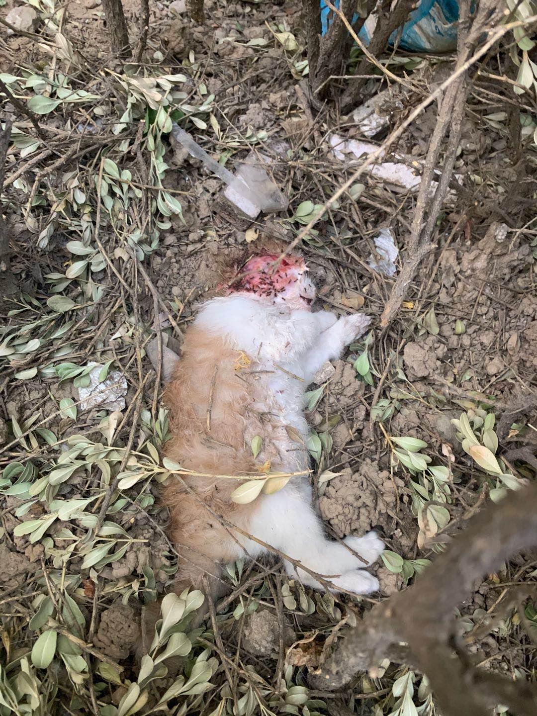 小学生虐待小动物该怎么办,有专门针对虐待动物的法律吗