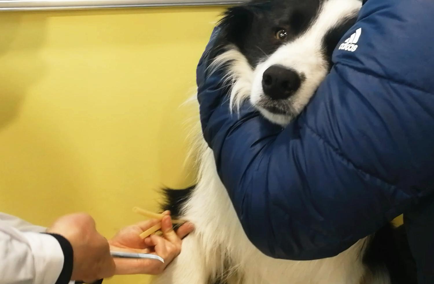 养一只边牧一月要用多少钱,养边牧一年费用多少钱