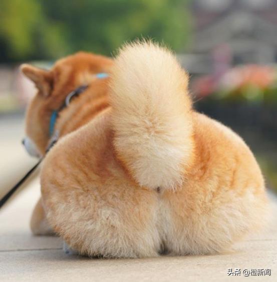 日本网红柴犬Marutaro日常生活治愈万千粉丝