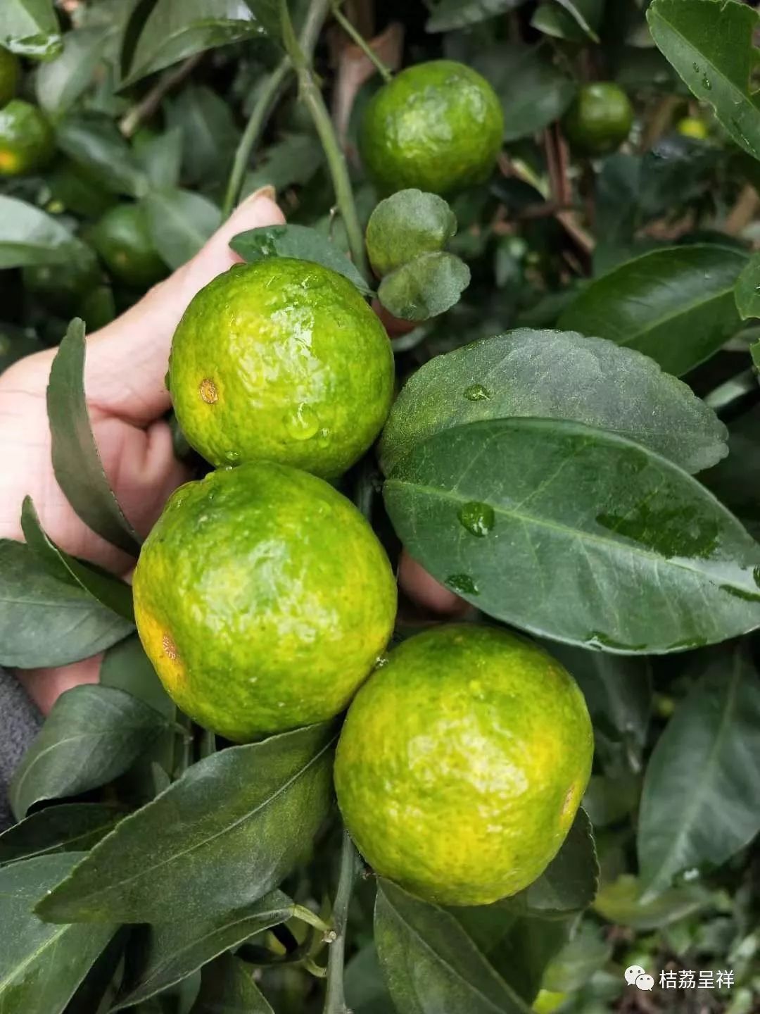 今年柑桔春季管理,柑桔种植全年管理计划