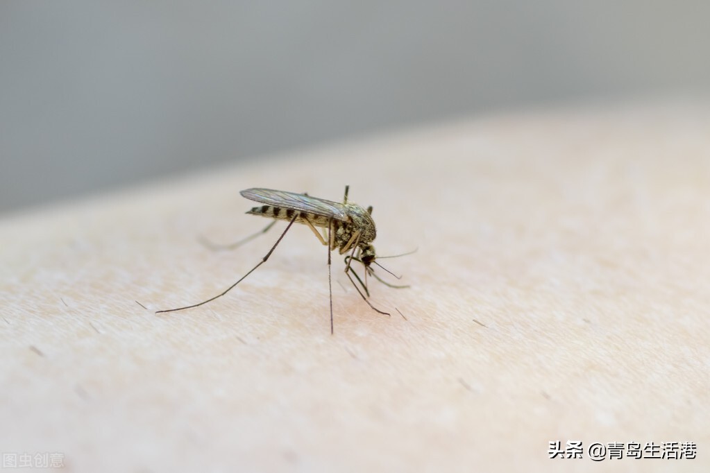 夏季防蚊驱蚊实用小窍门,夏天防蚊用什么方法