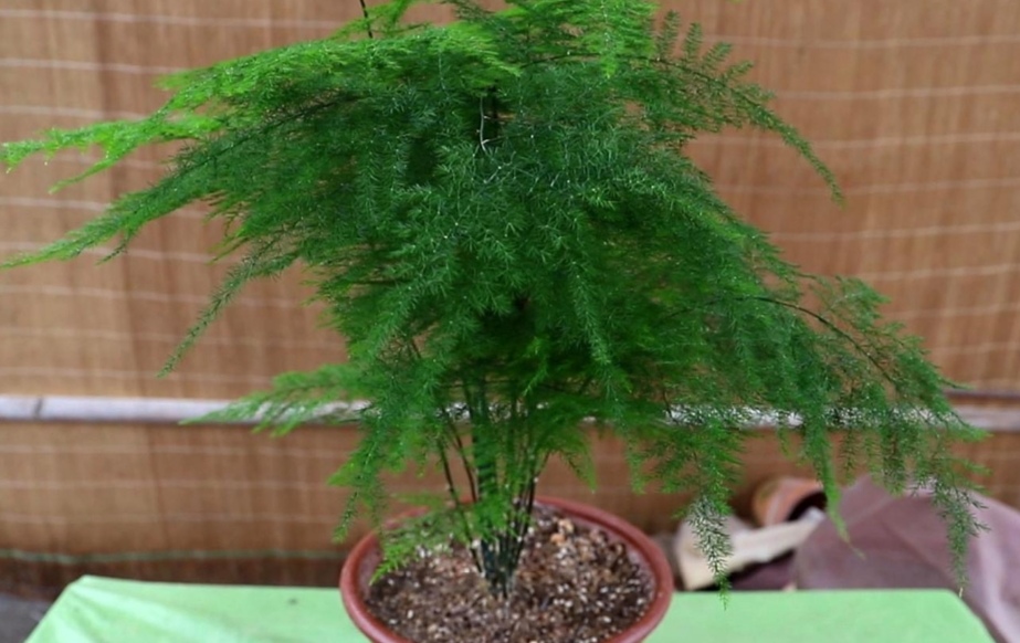 怎样能使文竹翠绿,文竹低矮