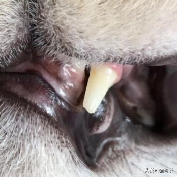 猫咪全项检查都有什么,猫咪的17项基础检查