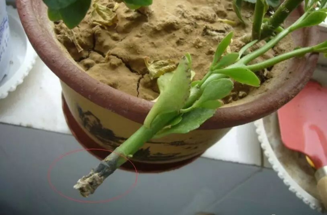 浇水过多死的植物,最容易浇死的6种花