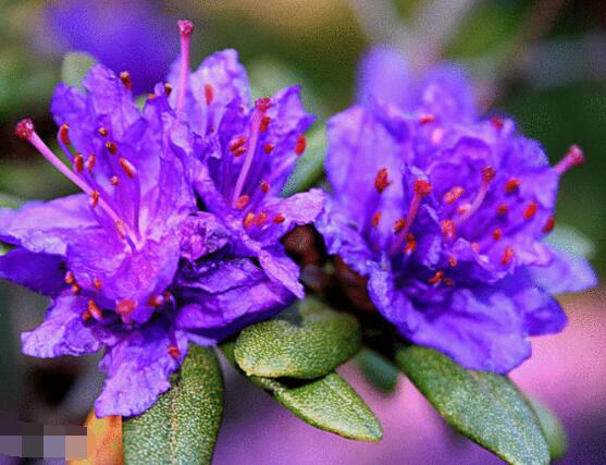 杜鹃花十大品种排名及图片欣赏,杜鹃花的品种有哪些图片