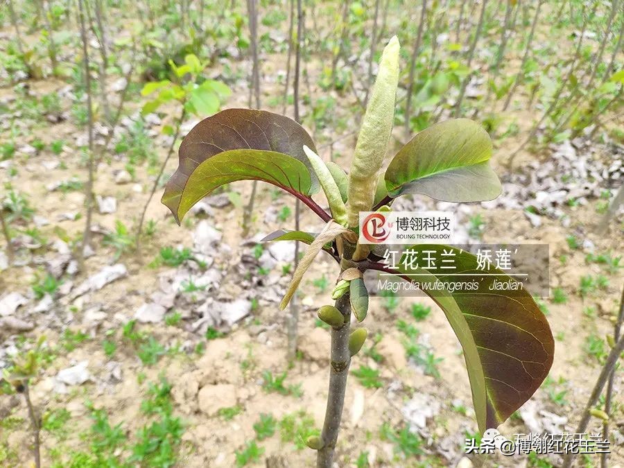 娇红一号玉兰真假识别,娇红一号玉兰和黄鸟玉兰区别