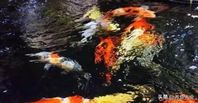 经历2次整池团灭，没关系！接着买从头再来！