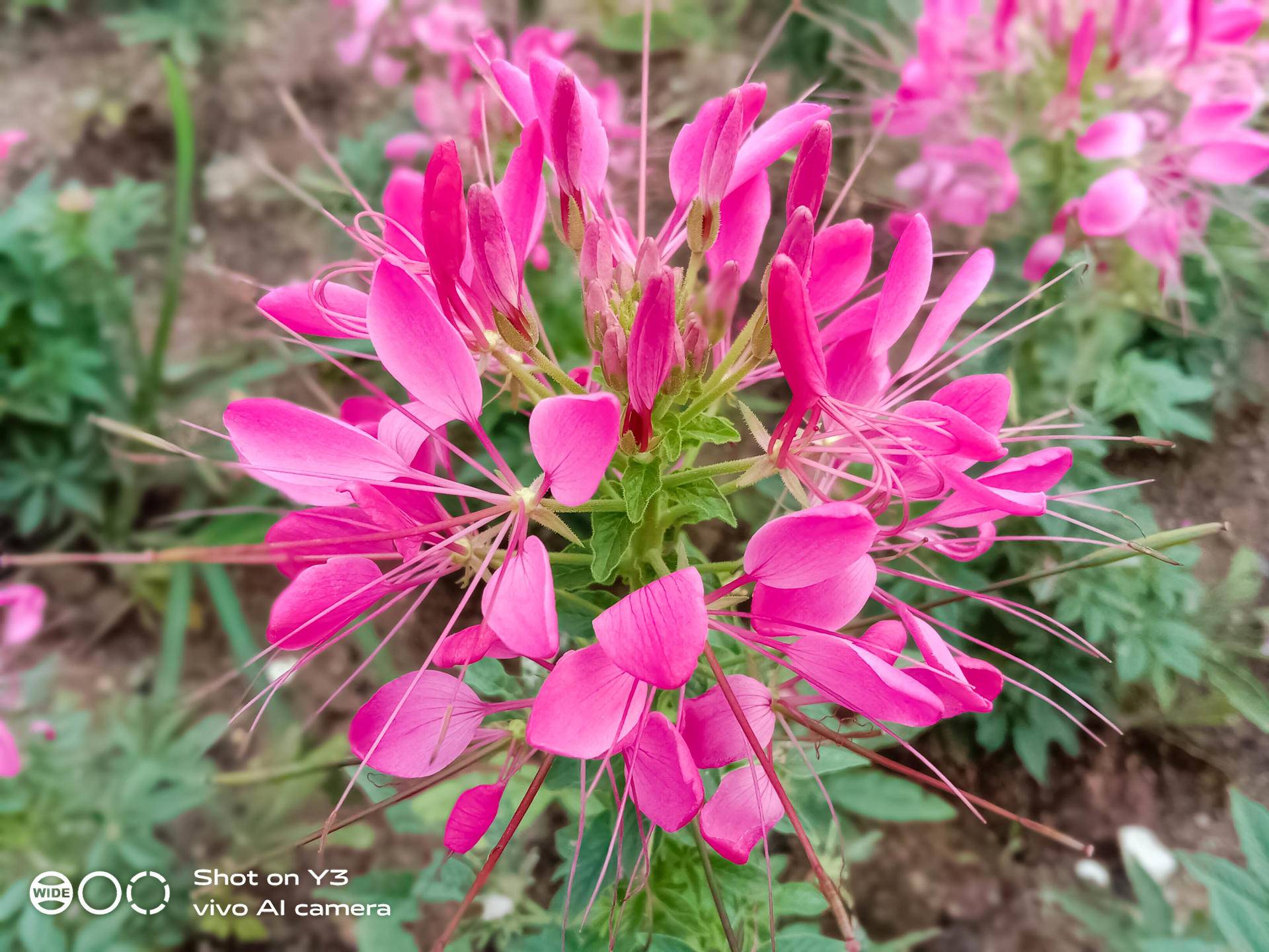 vivoy3诠释越级体验,vivoy3标准版性能测试