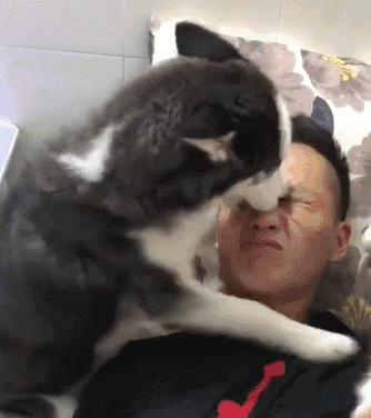 狗狗舔主人的手是什么意思,狗狗舔主人的鼻子是怎么回事