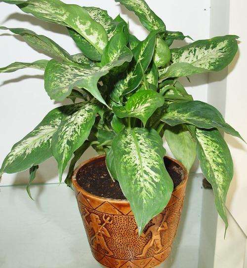 除甲醛最好的花卉什么花,除甲醛养什么花好一点