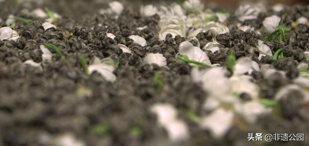 福州茉莉花茶窨制时间多久,福州茉莉花茶多少度水合适