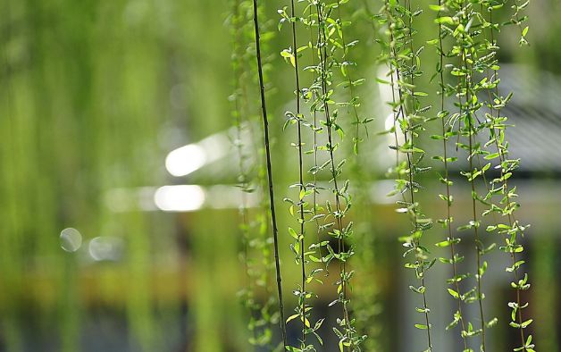 诗词春韵经典诵读,诗词春望古诗