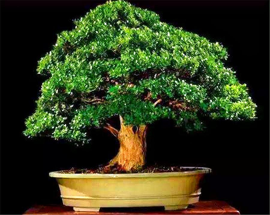 黄杨出现烂根后停止浇水会恢复吗,黄杨盆景如何提根增粗