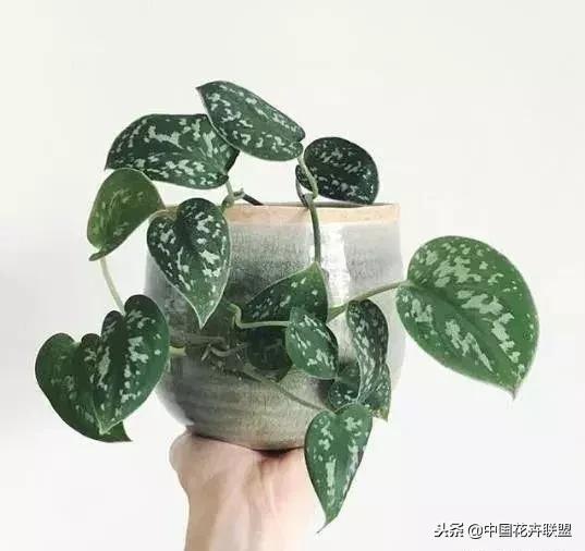 打翻了调色盘的花,打翻了调色盘的美景