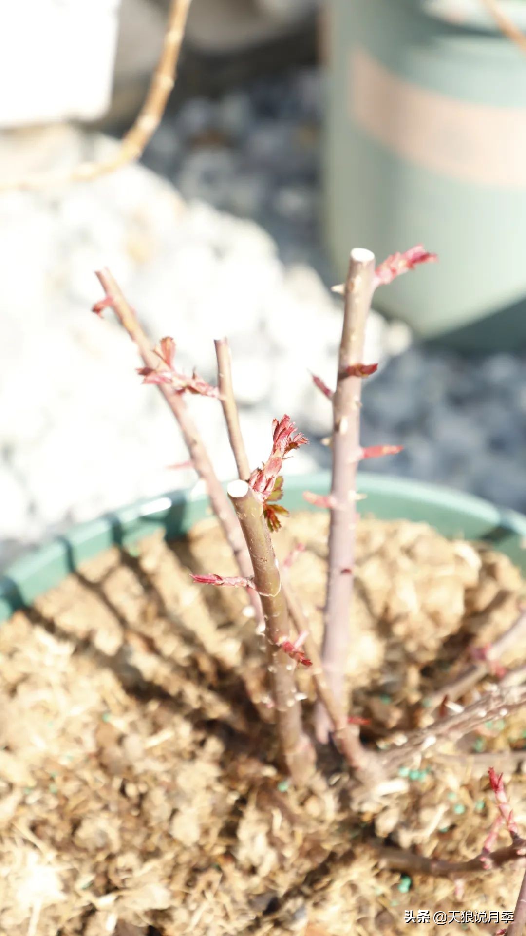 月季的正确抹芽方法,月季抹芽的正确方法